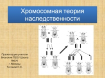 Хромосомная теория наследственности