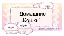 Домашние Кошки