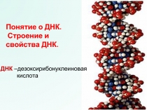 Понятие о ДНК. Строение и свойства ДНК.
