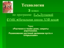 Растения в твоём доме, секреты агротехники.  Размножение растений делением куста и отпрысками