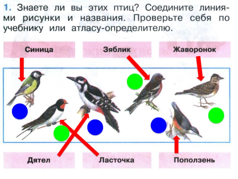 Презентация 1 класс плешаков где зимуют птицы 1 класс