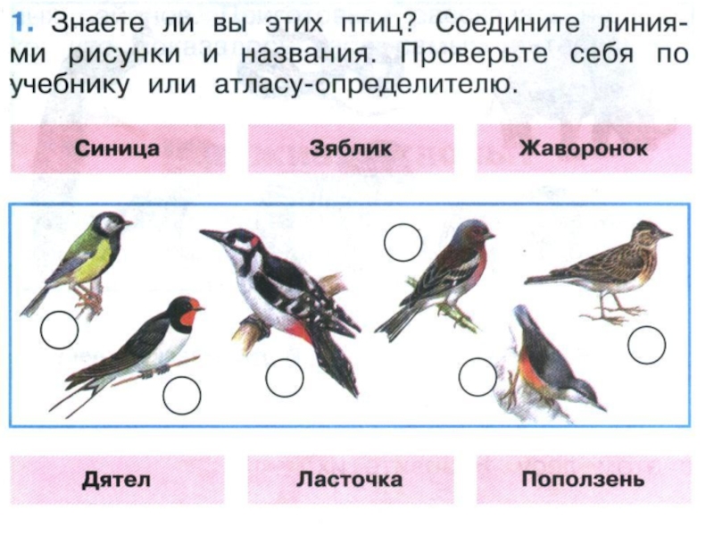 Рабочая тетрадь окружающий мир 1 класс птицы. Перелетные и зимующие птицы 1 класс окружающий мир. Зимующие птицы окружающий мир 1 класс рабочая тетрадь. Зимующие птицы 1 класс окружающий мир Плешаков. Где зимуют птицы 1 класс окружающий мир задания.