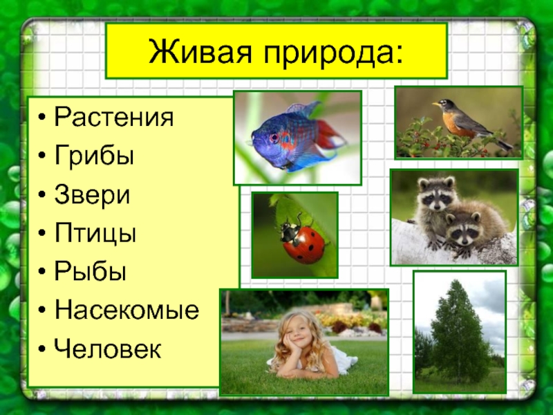 Презентация кто живет в парке 1 класс презентация перспектива