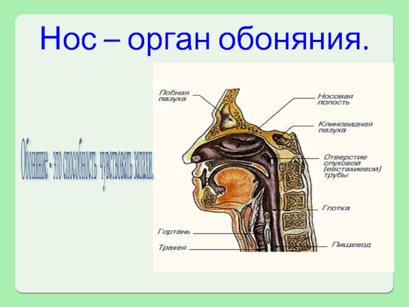 Обоняние это. Орган обоняния. Органы чувств обоняние. Нос обоняние. Обоняние это чувство.