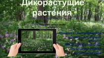 Дикорастущие растения  Окружающий мир, 2 класс