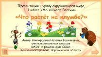 Что растёт на клумбе?