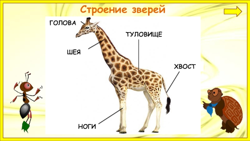 Презентация 1 класс все имеет свое строение презентация