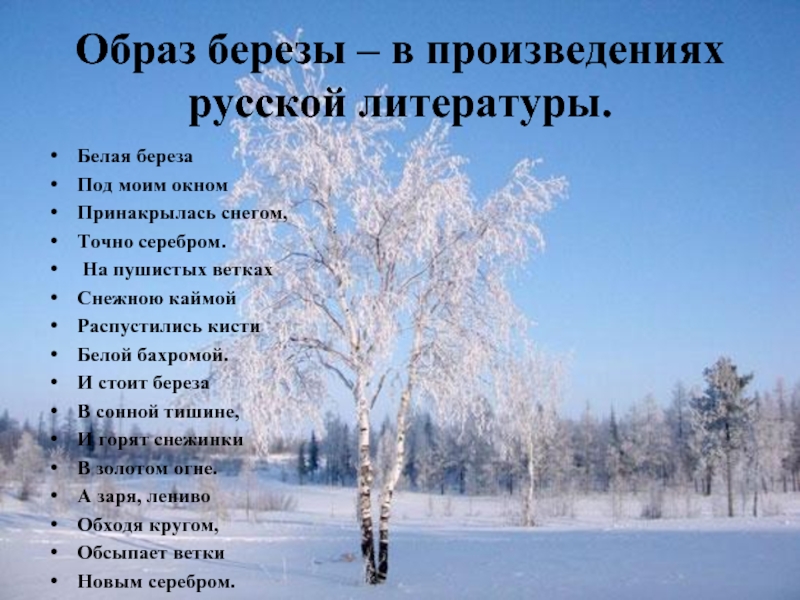 Произведение березки. Береза в русской литературе. Образ березы в русской литературе. Произведение береза. Образ русской Березки в литературе.