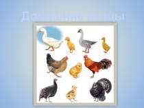 Домашние птицы