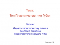 Тип Пластинчатые, тип Губки