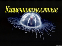 Кишечнополостные 