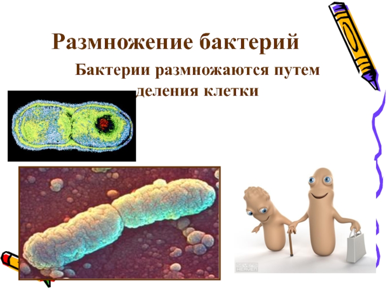 Размножение бактерий. Прокариотические клетки размножаются. Прокариотическая клетка размножение. Пути размножения бактерий. Размножается путем деления