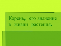 Корень, его значение в жизни растения