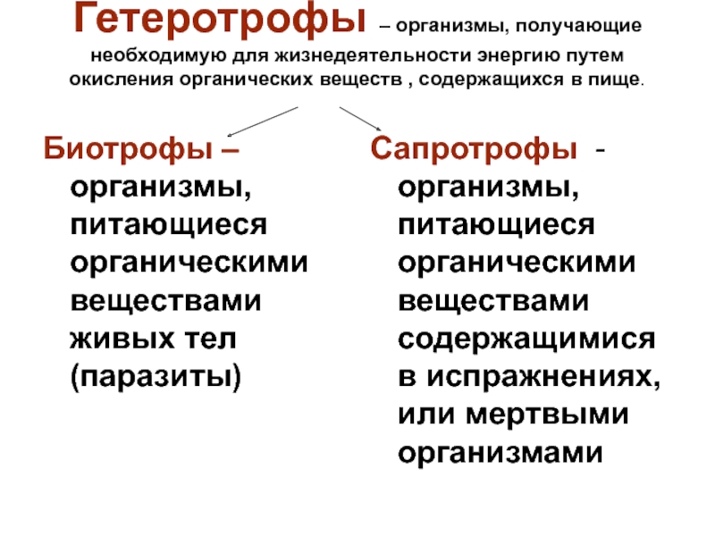 Гетеротрофы. Гетеротрофные организмы. Гетеротрофы группы организмов. Гетеротрофными организмами являются. Гетеротрофные организмы делятся на.