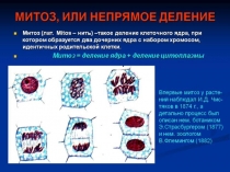 Митоз Непрямое деление