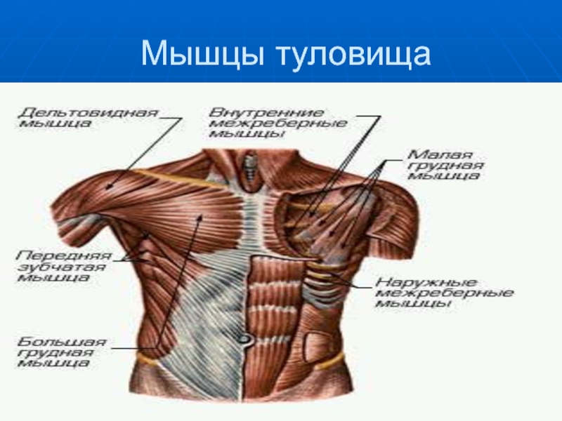 Мышцы туловища анатомия. Мышцы туловища. Мышцы торса. Мышцы туловища примеры. К мышцам туловища относятся.