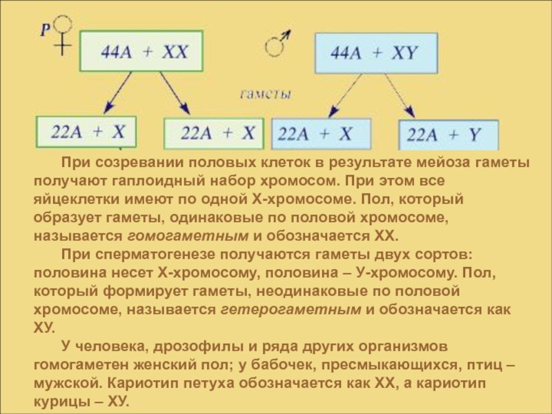 Мужские клетки в женском организме