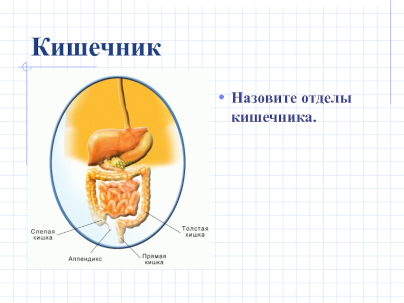 Презентация по биологии пищеварение в кишечнике