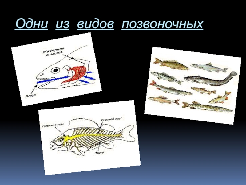 Тип позвоночные. Наружный скелет хордовых. Скелет хордовых рыб. Для хордовых характерен:. Для хордовых характерно наличие.