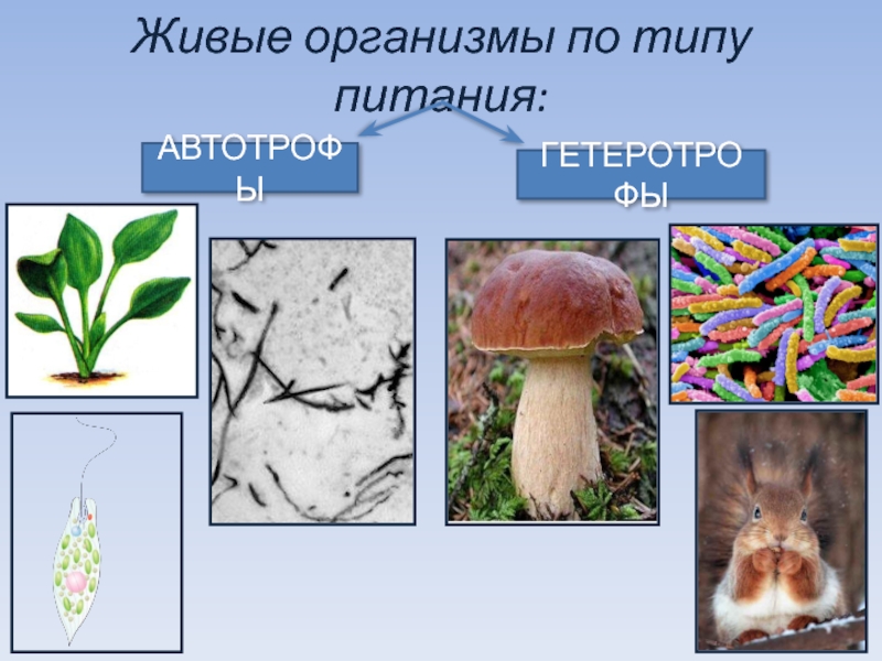 Организмы по типу питания. Живые организмы. Живые организмы гетеротрофы. Живые организмы автотрофы. Гетеротрофы царства.