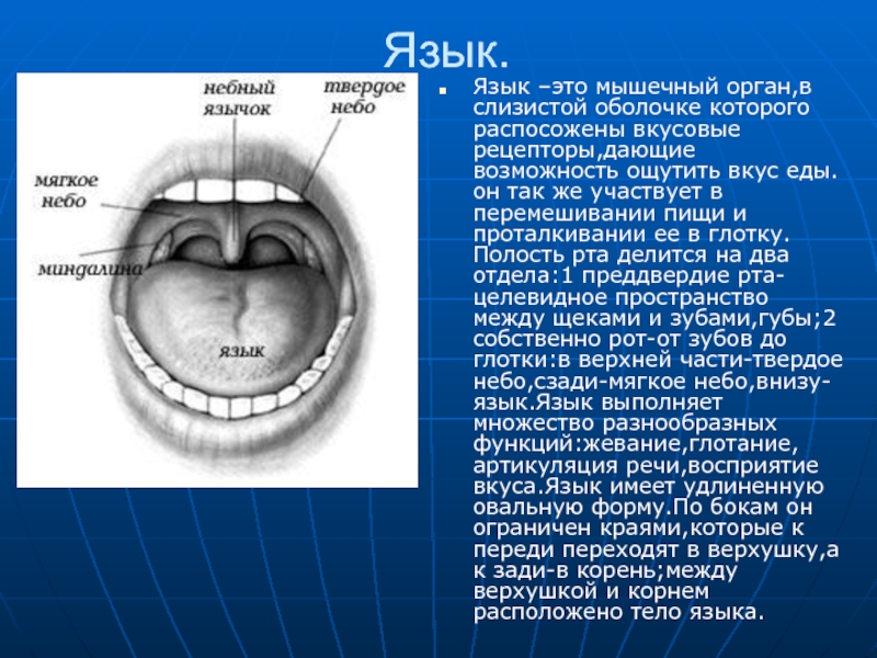 Характеристика полости рта. Оболочки ротовой полости. Слизистая ротовой полости строение. Слизистая оболочка ротовой полости презентация. Характеристика слизистой оболочки ротовой полости..