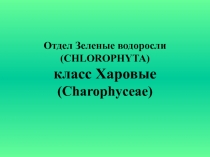 Отдел Зеленые водоросли (CHLOROPHYTA) класс Харовые (Charophyceae)