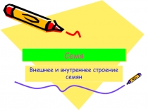 Семя  Внешнее и внутреннее строение семян