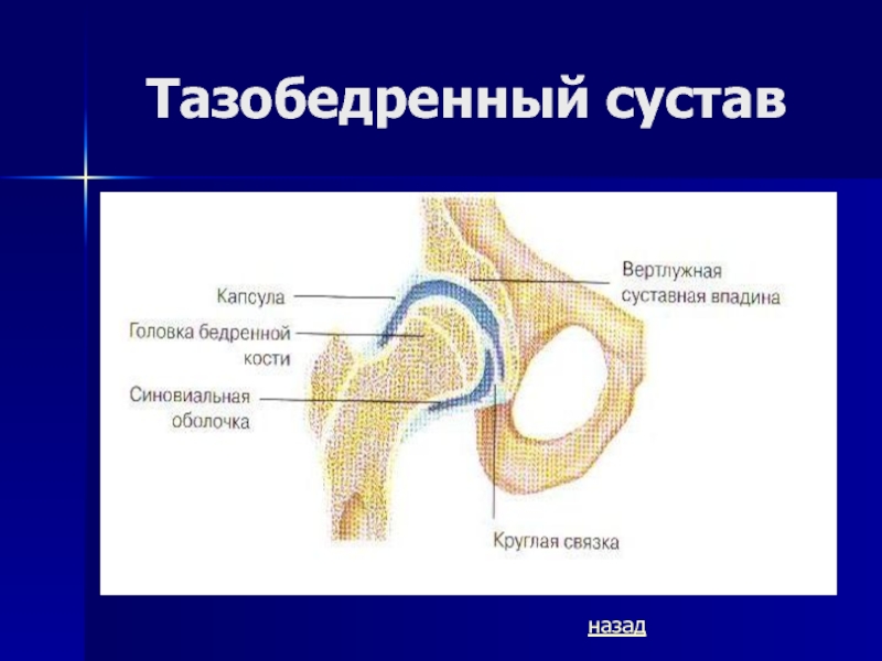 Суставная впадина. Тип соединения костей в тазобедренном суставе. Кости тазобедренного сустава Тип соединения. Круглая связка головки бедренной кости. Головка бедренной кости вид соединения.