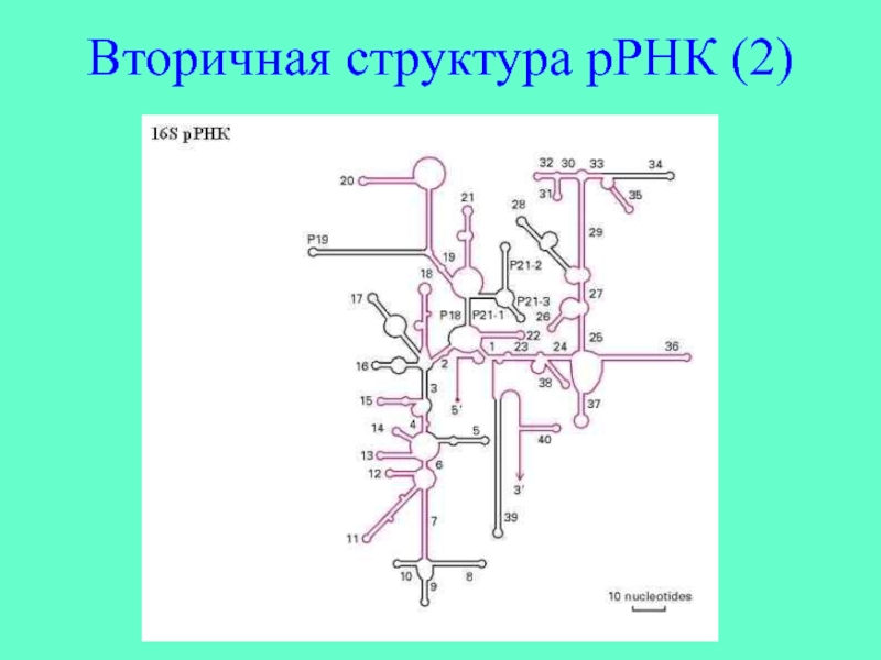 Ррнк. Рибосомальная РНК структура. Рибосомная РНК строение. Вторичная структура рибосомальной РНК. Рибосомная РНК вторичная структура.