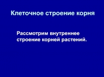 Клеточное строение корня   Рассмотрим внутреннее строение корней растений.