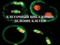 Клеточный цикл жизни, деление клетки