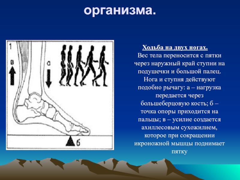 Ног 2 4 7. Наружный край стопы. Особенности человеческого организма. Ходьба на наружном крае стопы. Ходьба на двух конечностях.