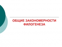 Филогенез 