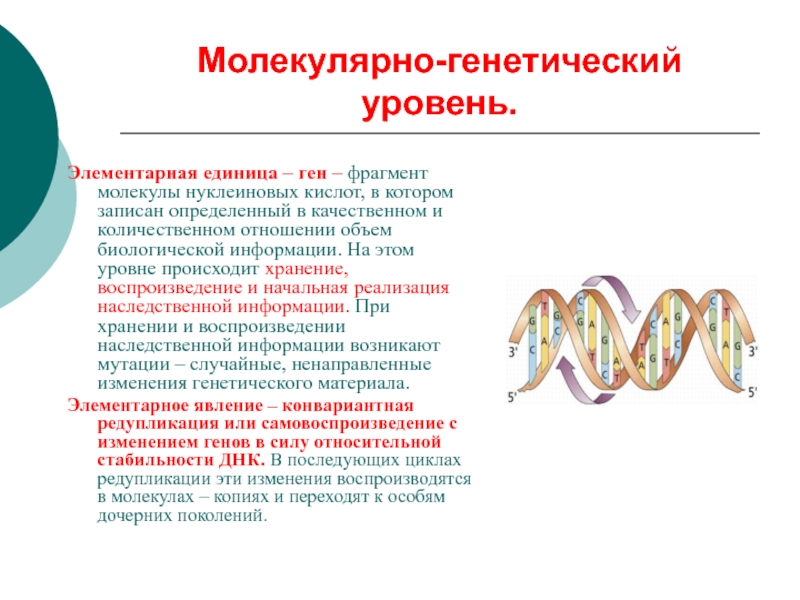 Генетический уровень. Элементарная единица молекулярно-генетического уровня. Молекулярно-генетический уровень. Молекулярно-генетическая характеристика. Характеристика молекулярно генетического уровня.