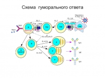 лекцияиммун реакции 