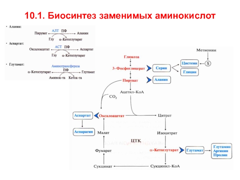 Схема обмена аминокислот