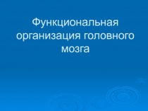 Функциональная организация головного мозга