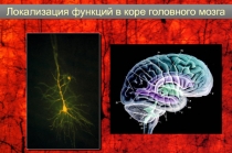 Локализаци функций в коре 