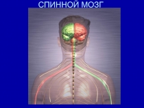СПИННОЙ МОЗГ 