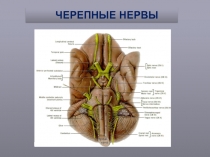 Черепные нервы