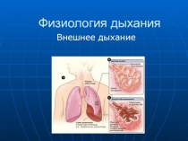 Физиология дыхания