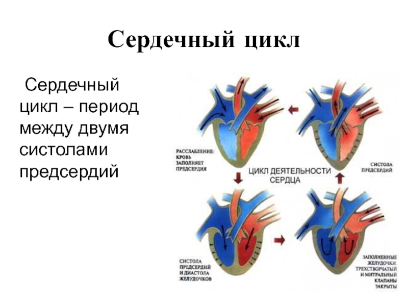 Систола сердечного цикла