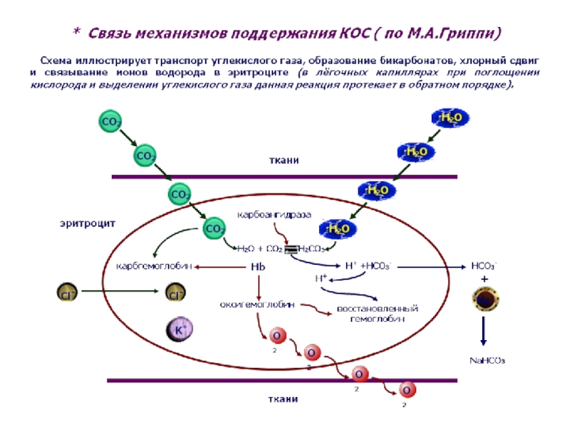 Что такое кос патофизиология