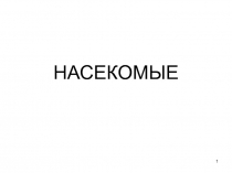 Насекомые