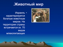 Животный мир Израиля