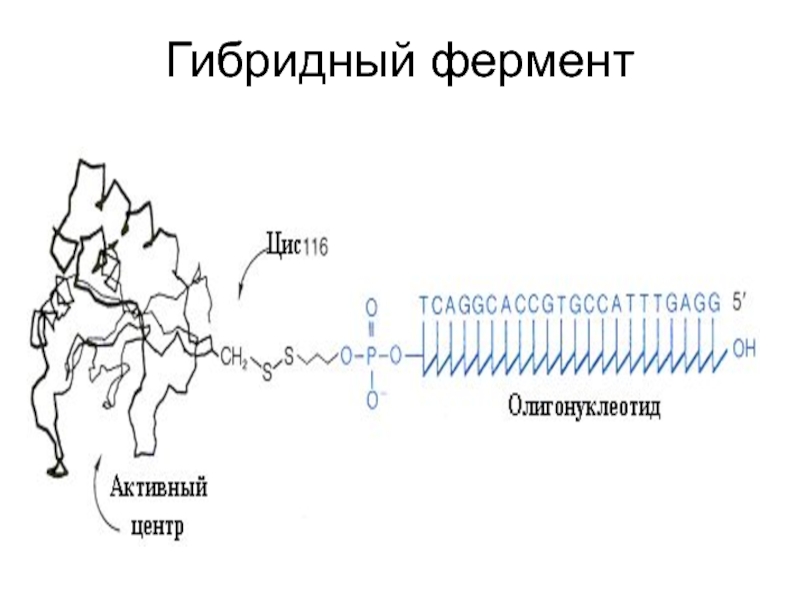 Гликолиз схема процесса ферменты и их локализация