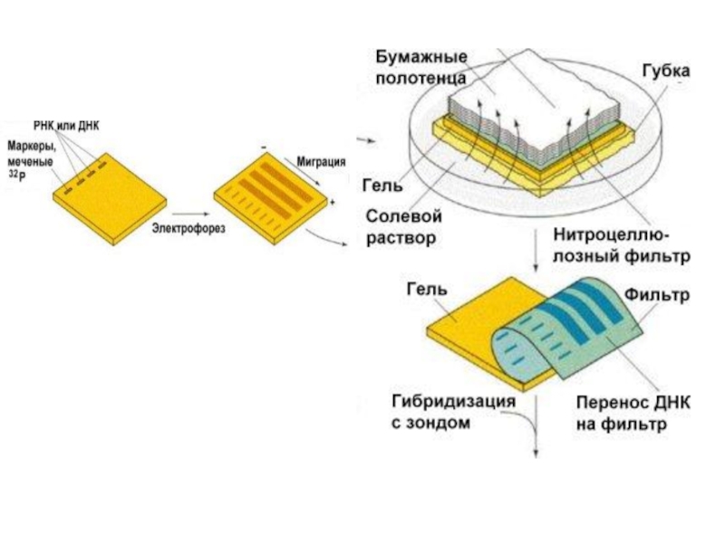 Блот правила