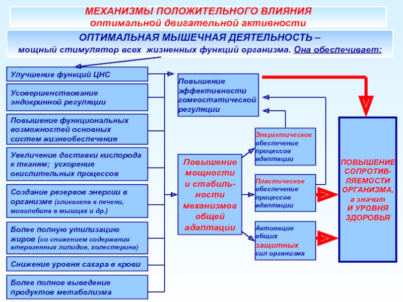 Механизмы активности. Улучшение функций организма. Совершенствование функций организма. Современные представления о реабилитации. Повышенная мышечная деятельность и адаптация организма к ней.