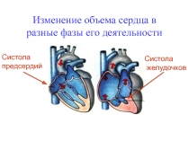Изменение объема сердца в разные фазы его деятельности