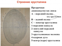 Строение хрусталика